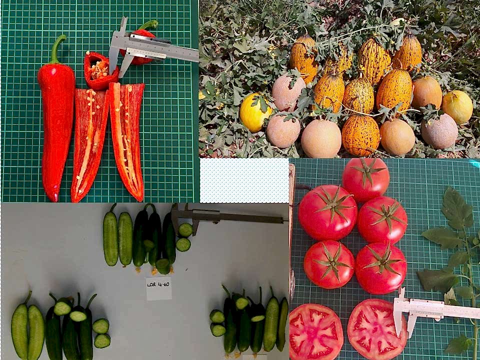 WhatsApp Image 2024 05 18 at 11.02.55_95946a5b